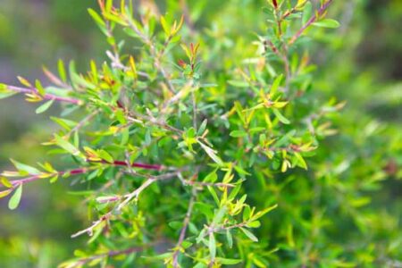Tea Tree Essential Oil for Acne Treatment Image
